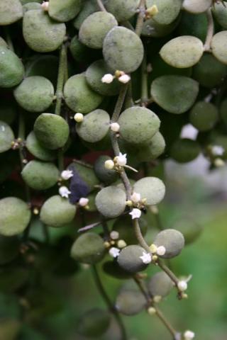 http://www.cloudjungle.com/CloudJungle/Asclepiadaceae/Dischidia/Dischidia nummularia.jpg